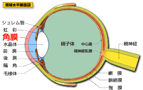 眼球の断面図